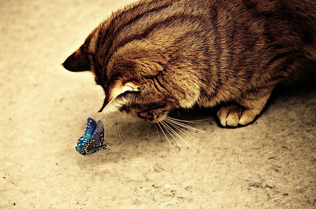 cat with butterfly