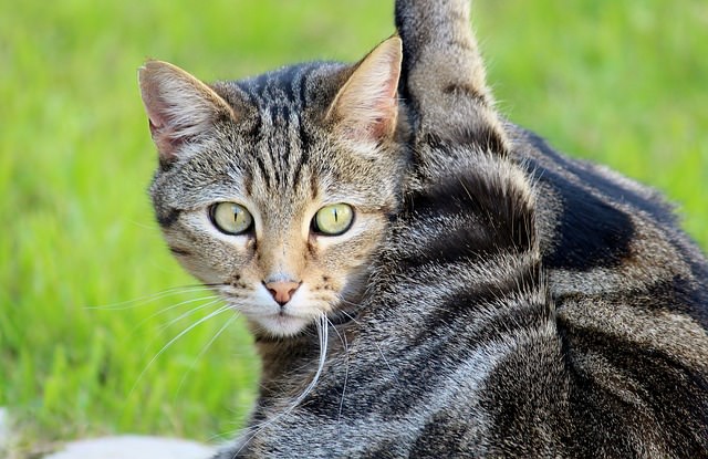 cat yoga