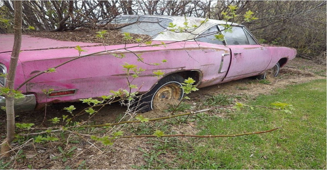 the 1970 dodge coronet in panther pink was revived after being abandoned to rot in the woods.