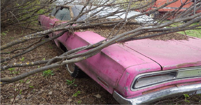 the 1970 dodge coronet in panther pink was revived after being abandoned to rot in the woods.