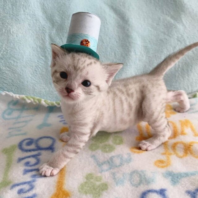 cat in hat