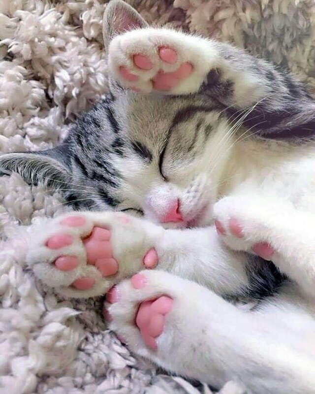 cute kitten toe beans