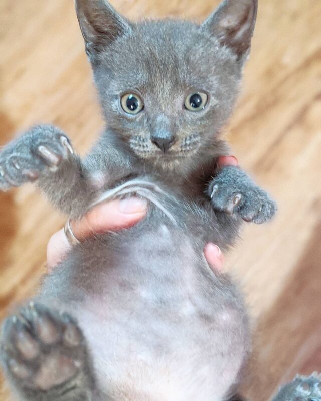 kitten belly