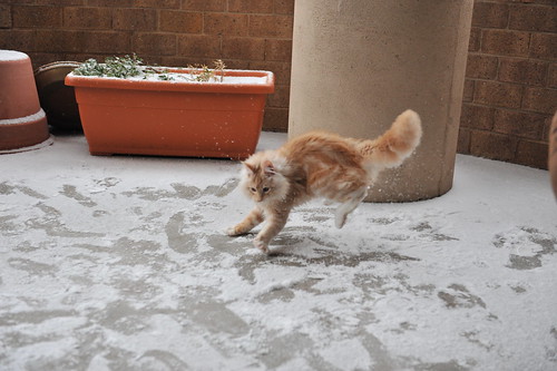 Jonesy's first snow