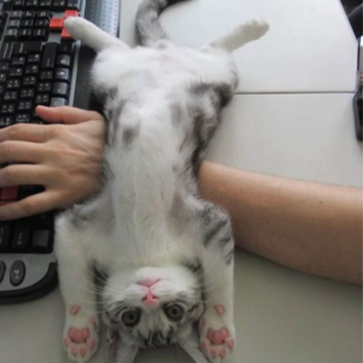 kitten lying across owner's arm 