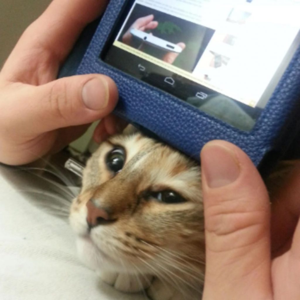 ginger cat bothering its owner