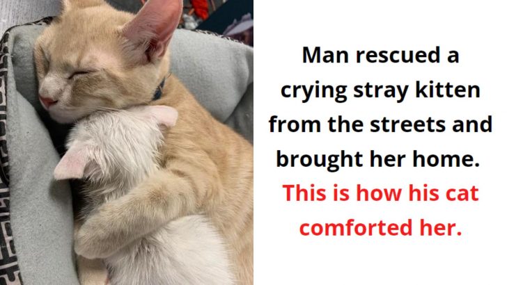 14 Proofs That Felines Are Way Better Than People