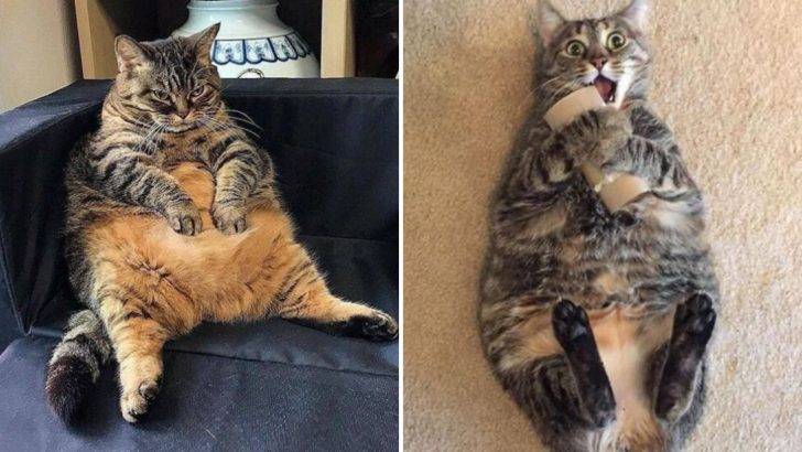 15 Photos Of Huge Cats Who Are Clearly Not Kittens Anymore But Behave Like Ones