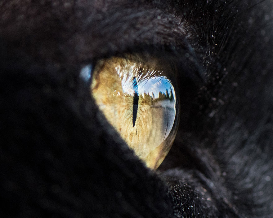 15-Macro-Shots-of-Cat-Eyes6