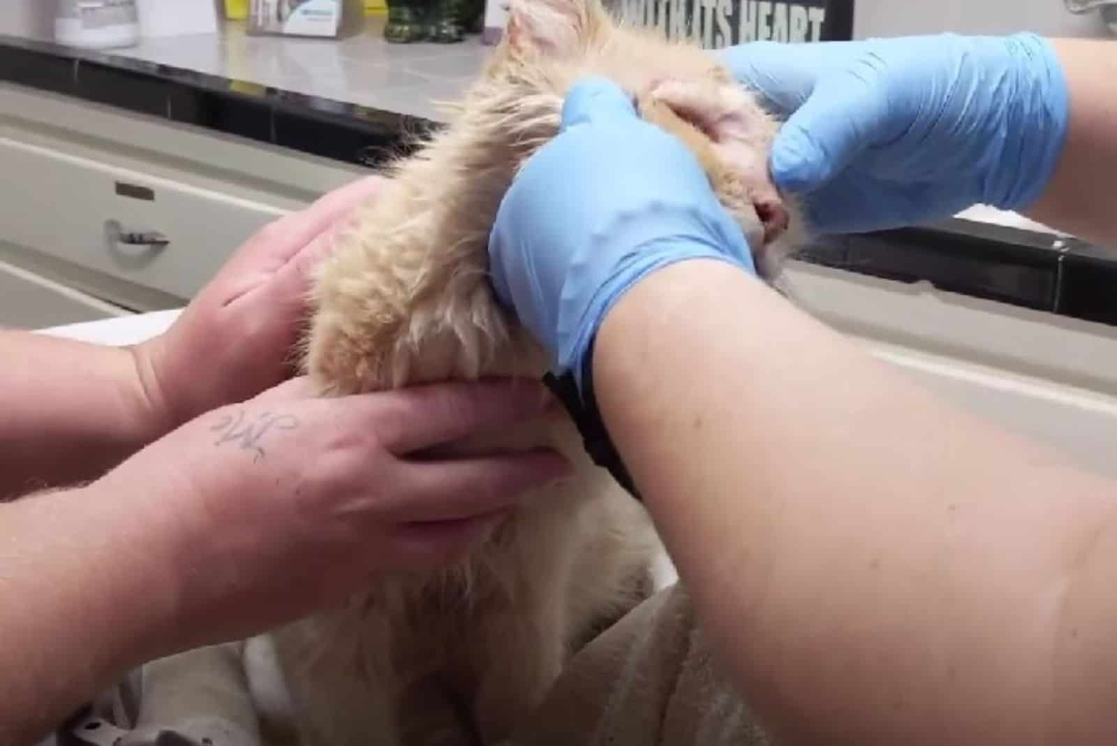 veterinarian helping a cat