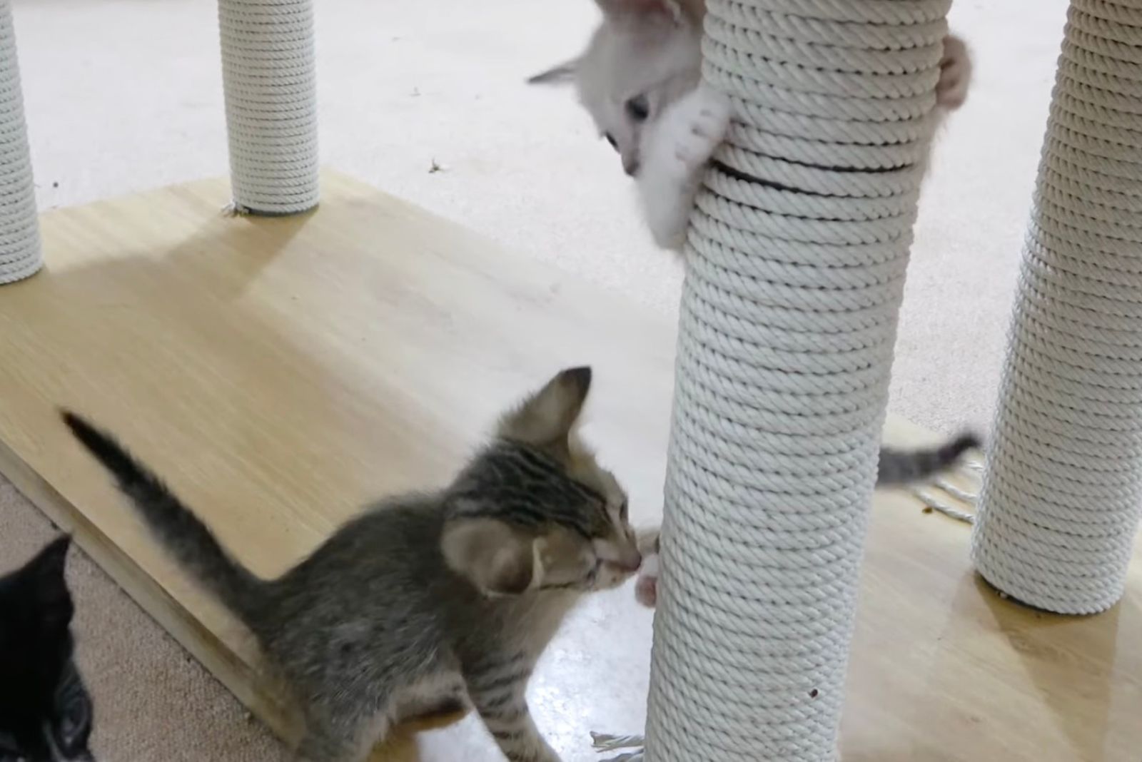 kittens playing