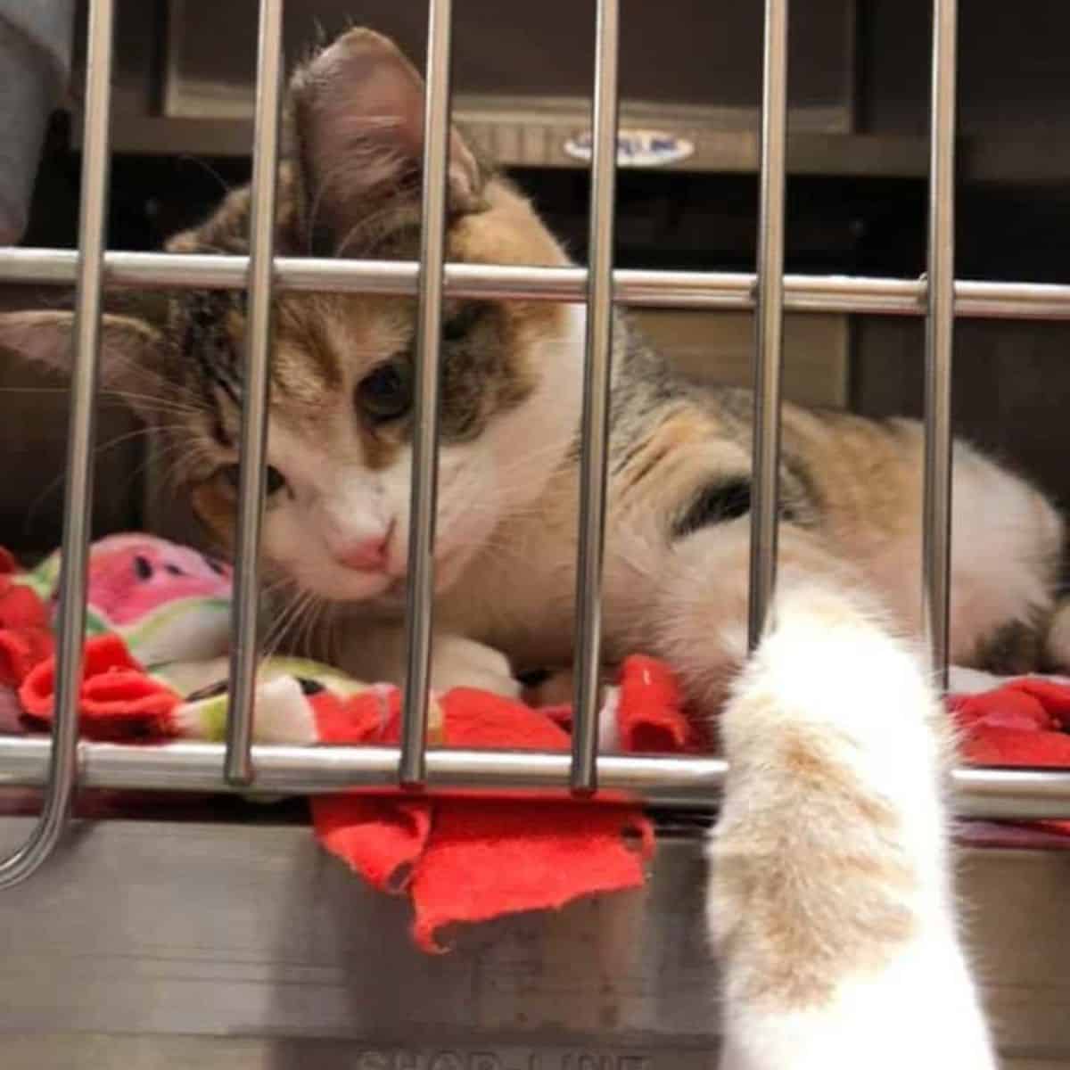 cat lying in a kennel