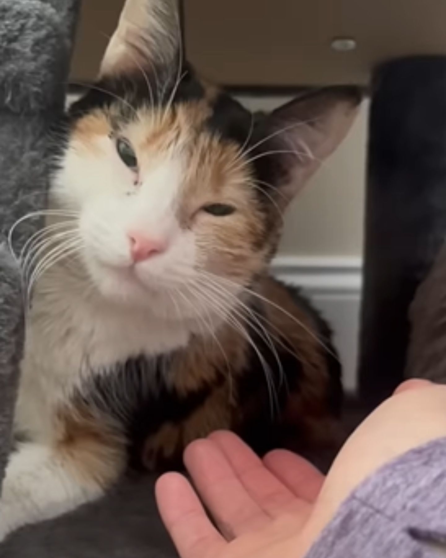 close-up photo of calico cat