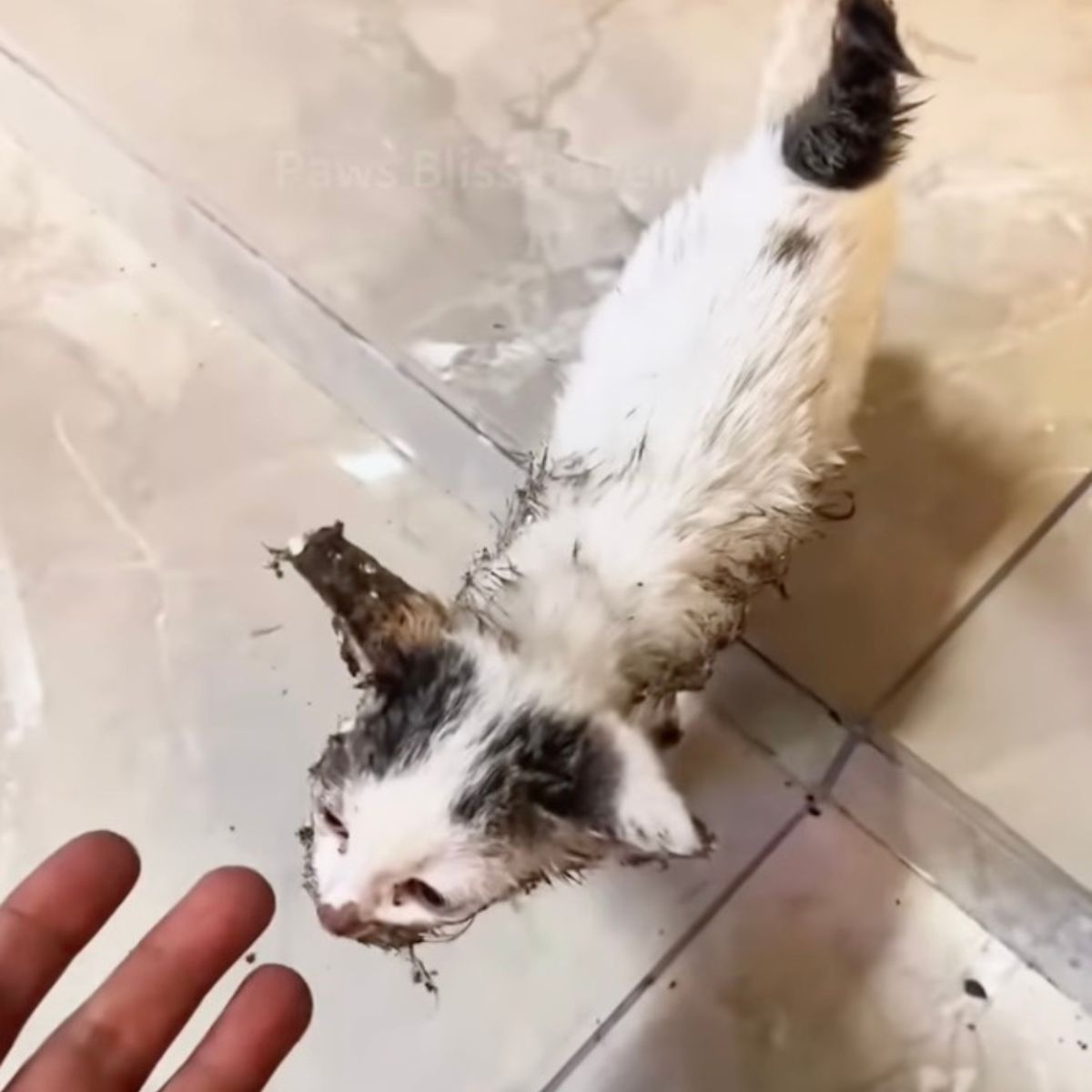 dirty kitten