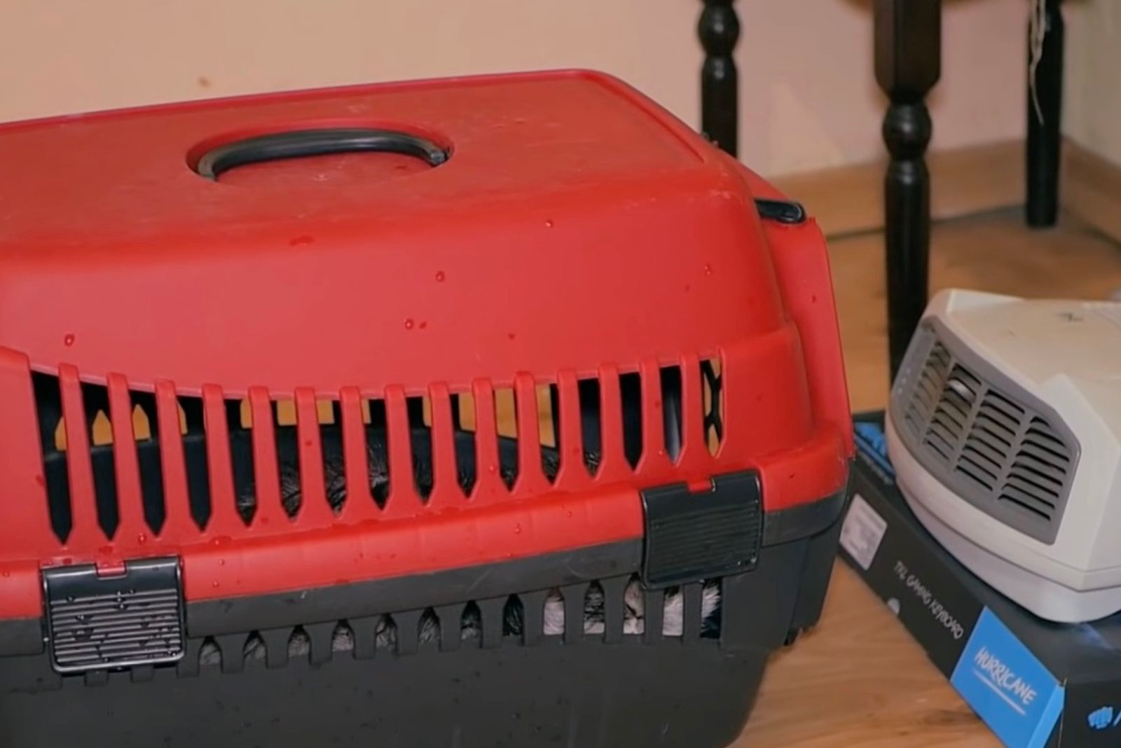 cat in a kennel