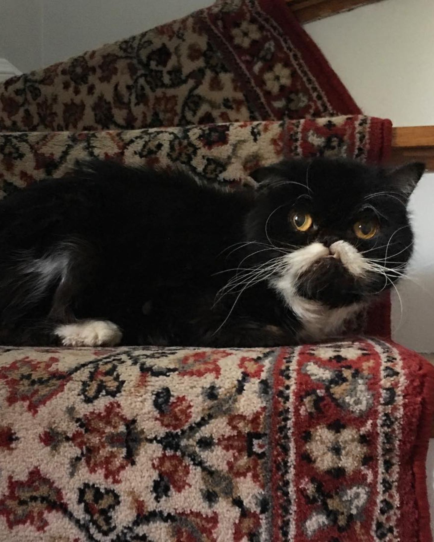 cat laying on a stairs