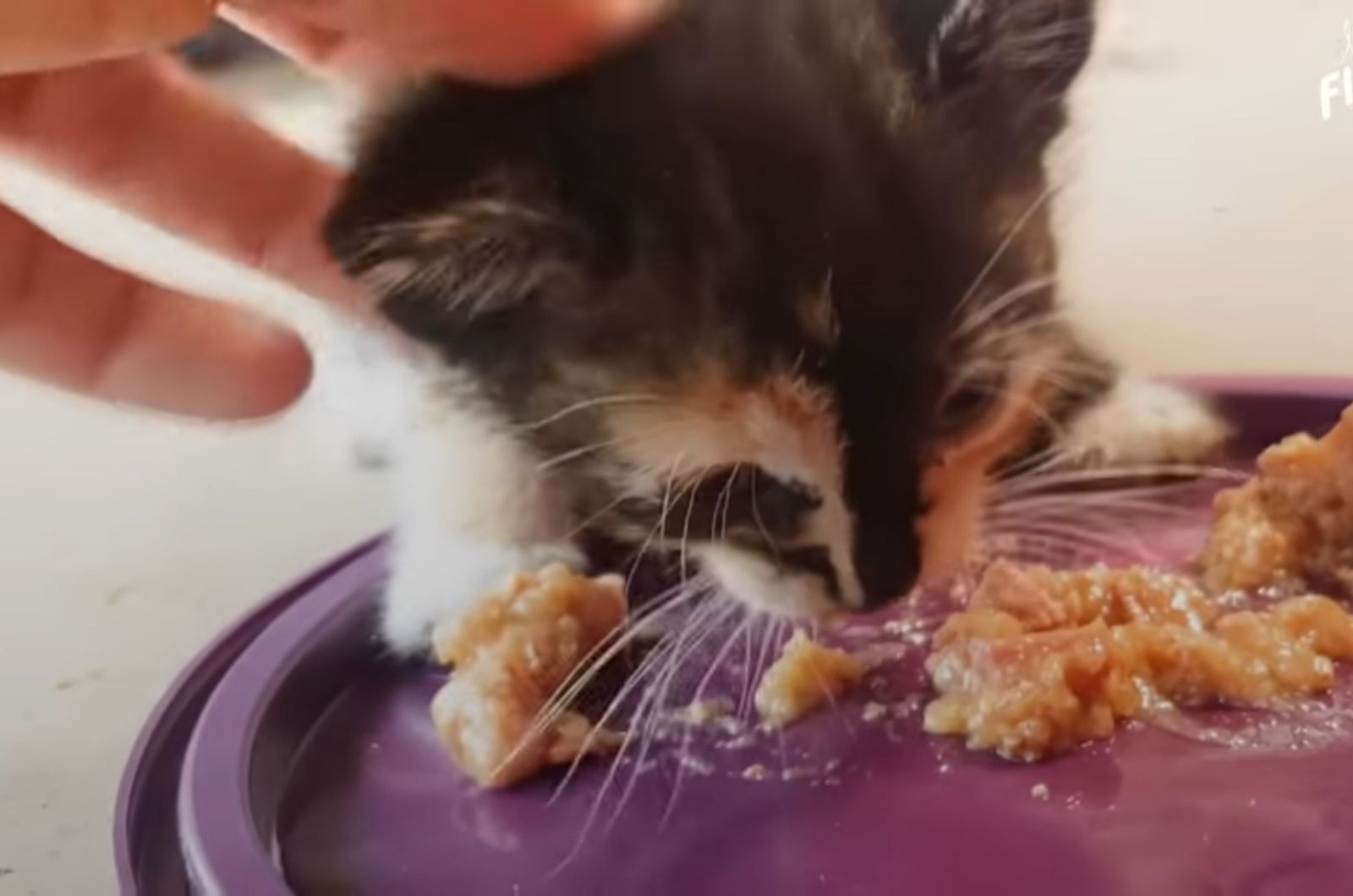 kitten eating