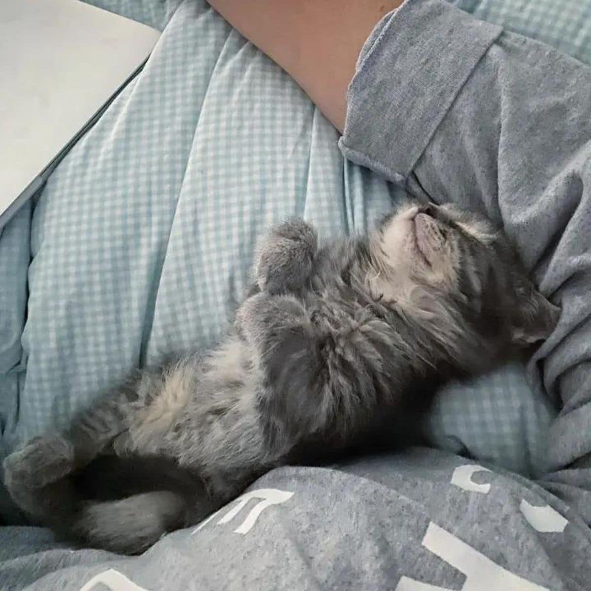 photo of kitten sleeping