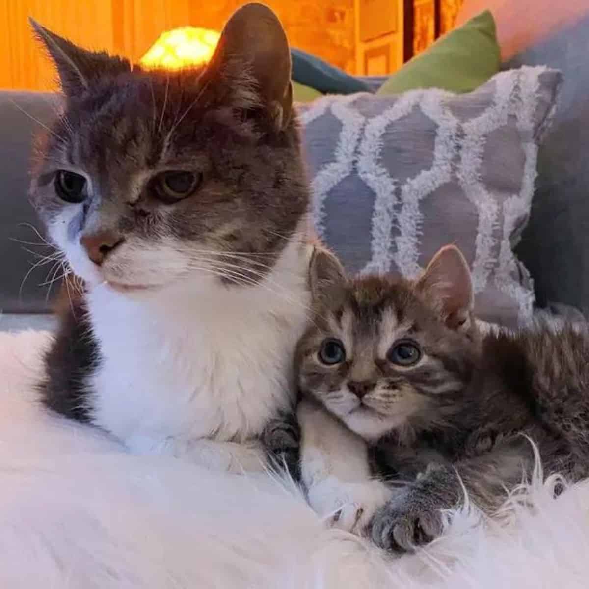 kitten lying next to a cat