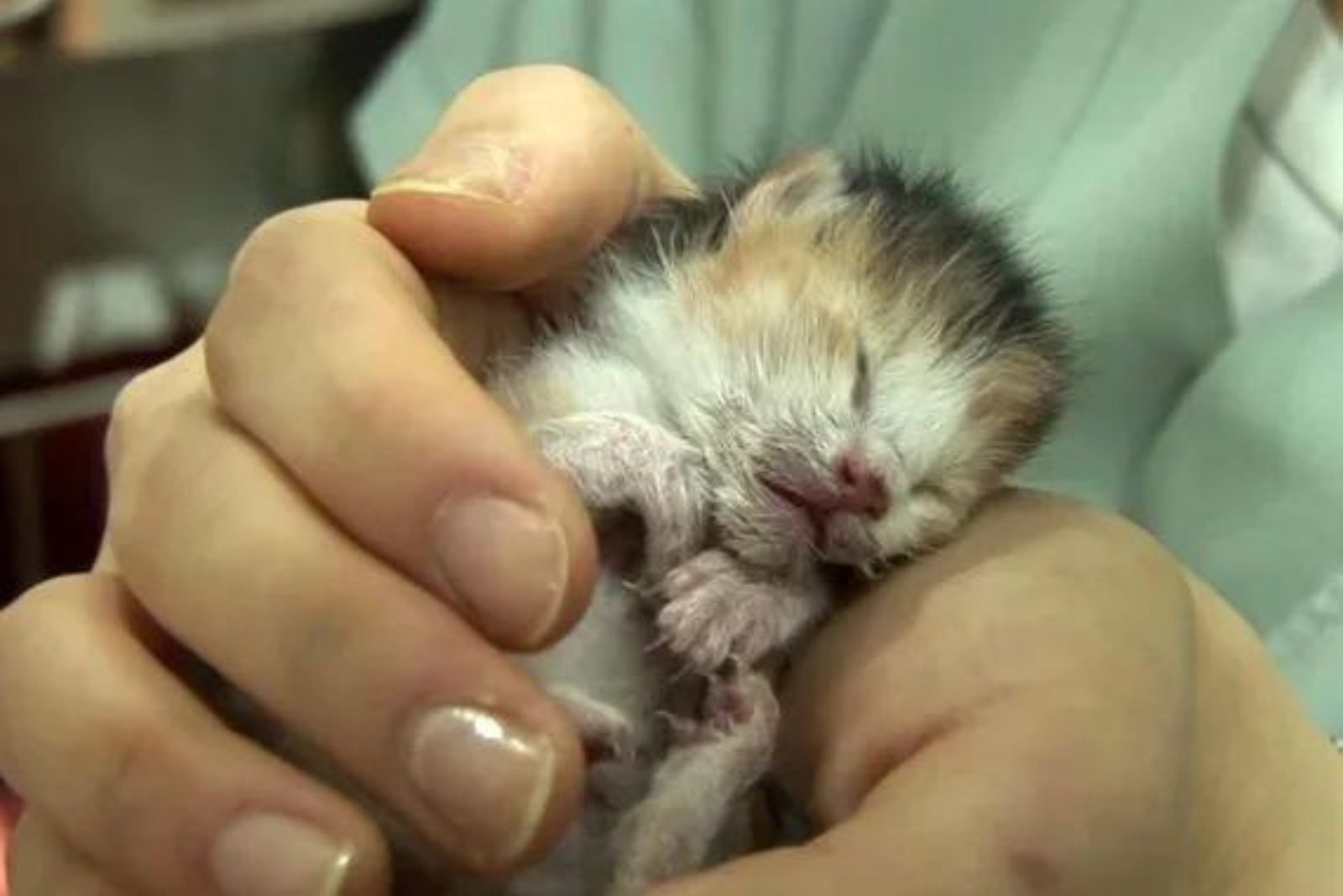 newborn kitten