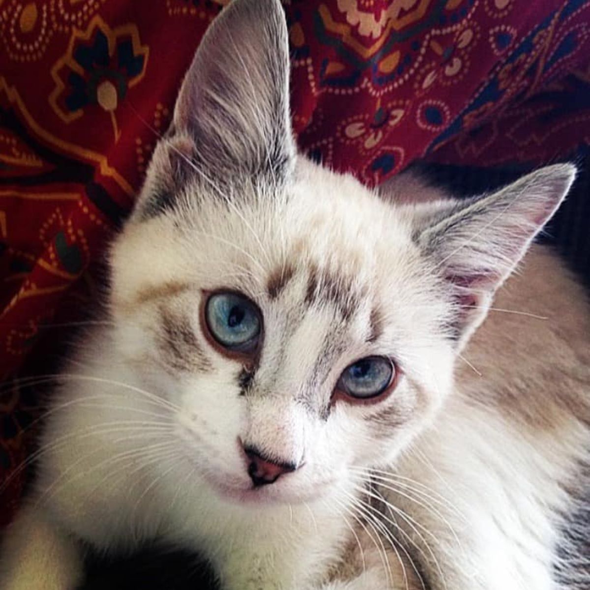 cute cat with blue eyes