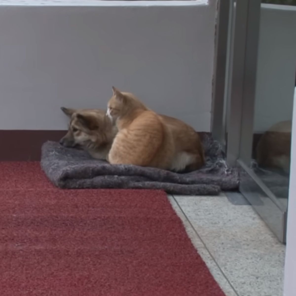 cat lying next to a dog