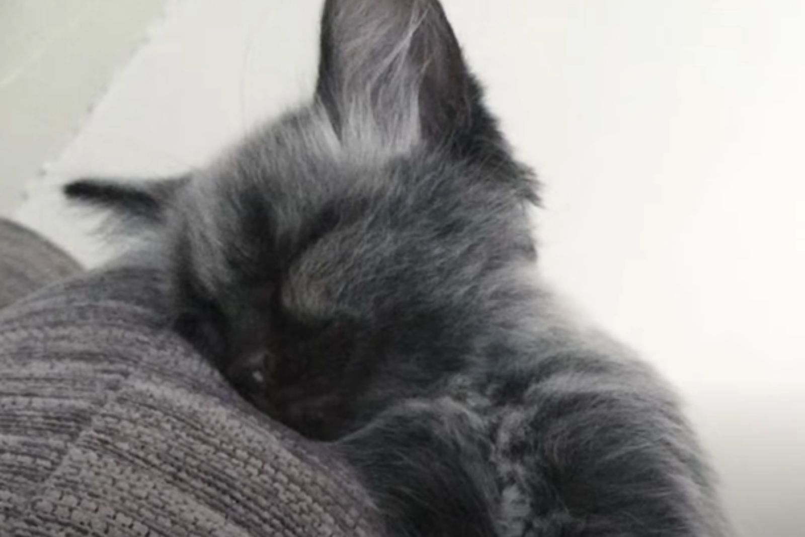 kitten sleeping