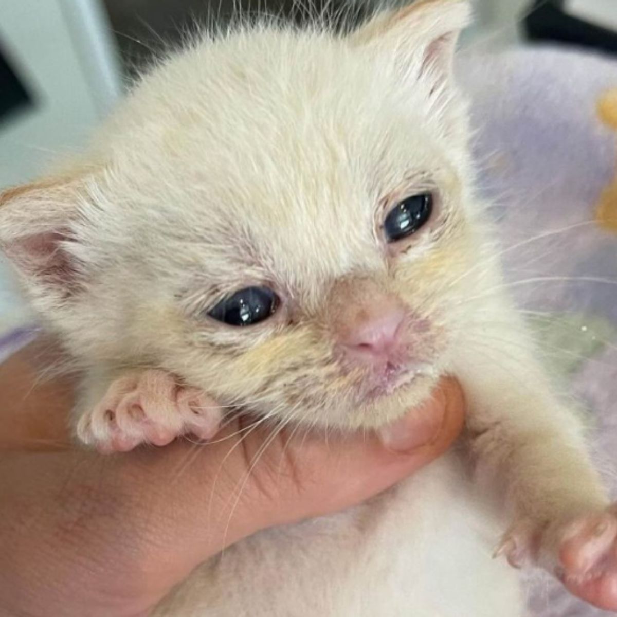 white newborn kitten