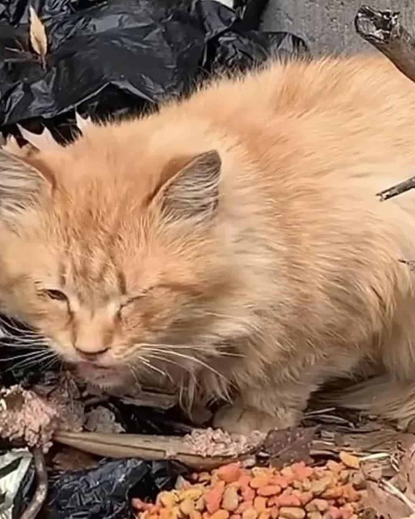 abandoned orange cat