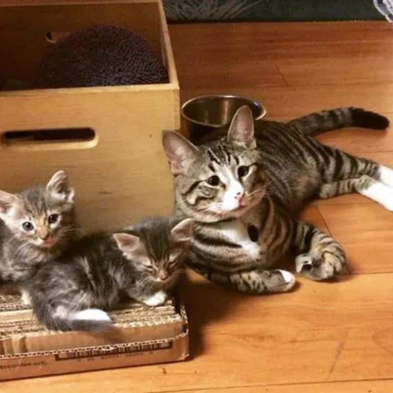 cat lying next to kittens