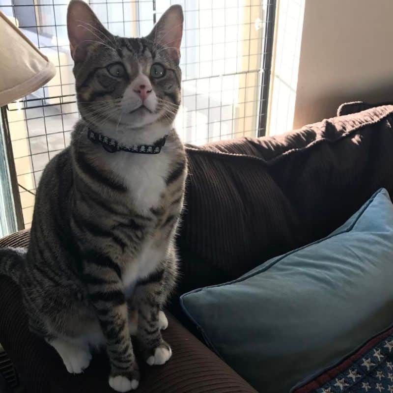 cat sitting on a couch