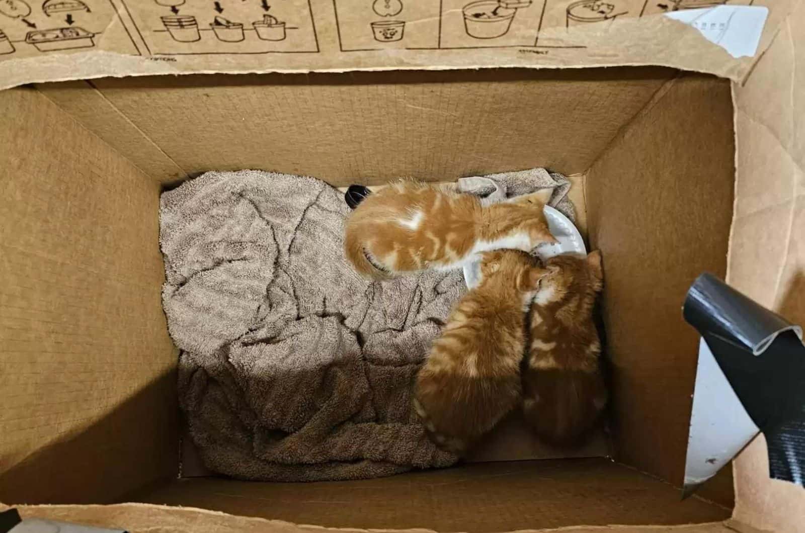 abandoned kittens