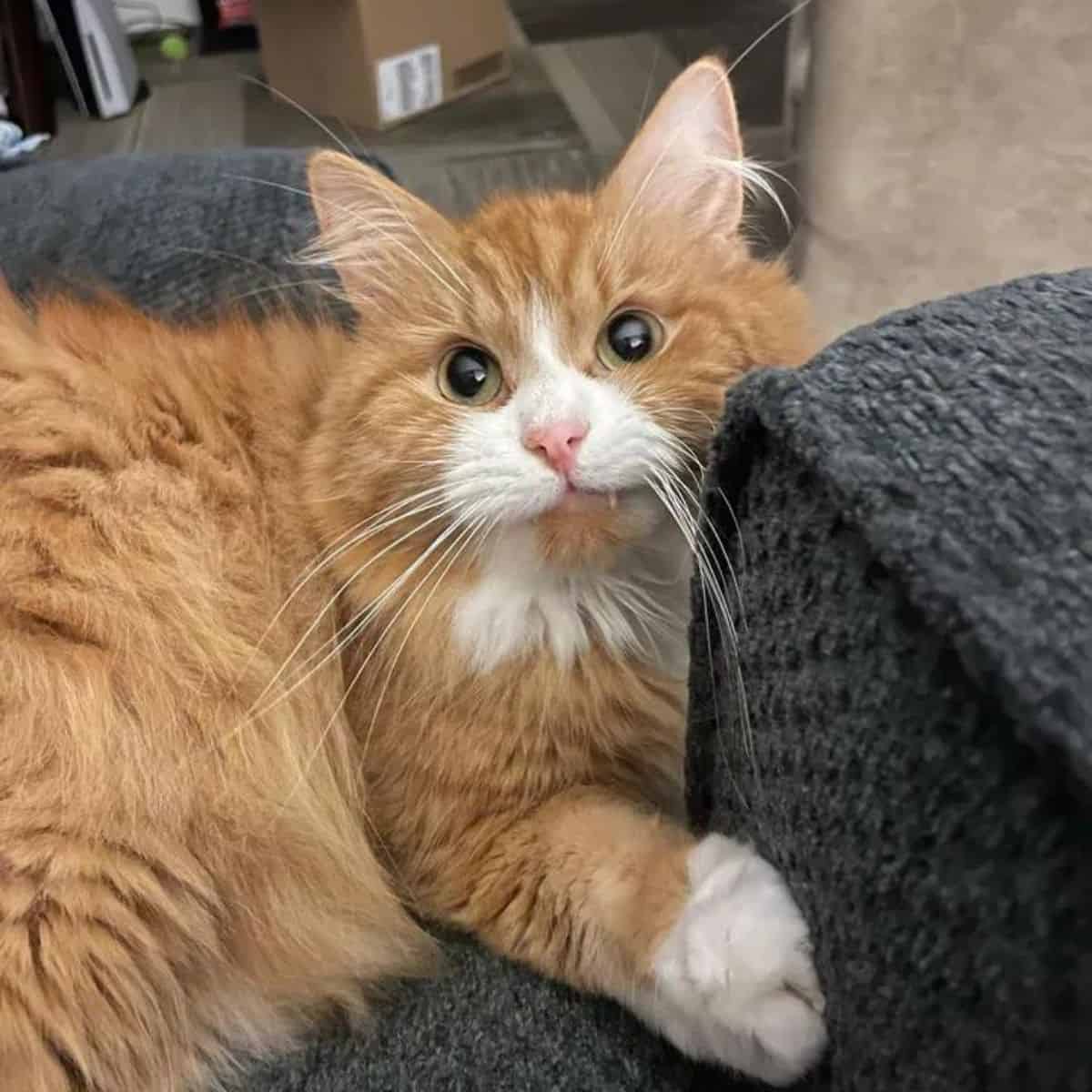 cat laying on the couch