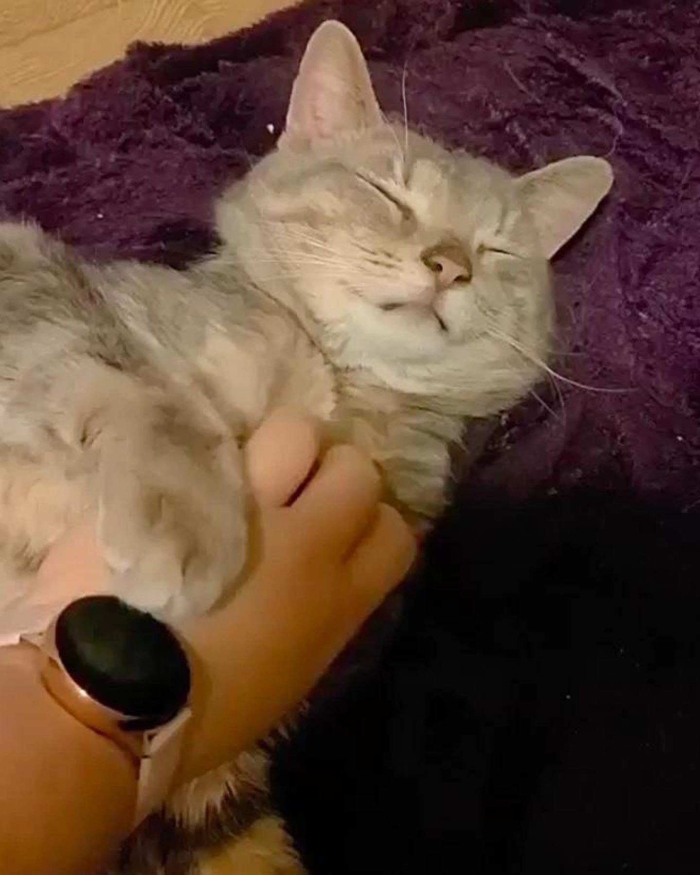 woman petting cat