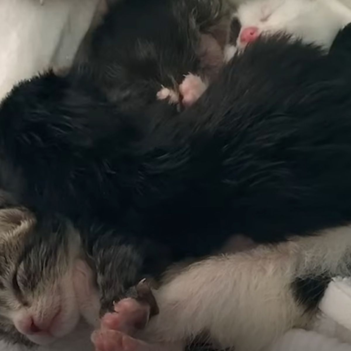 kittens sleeping