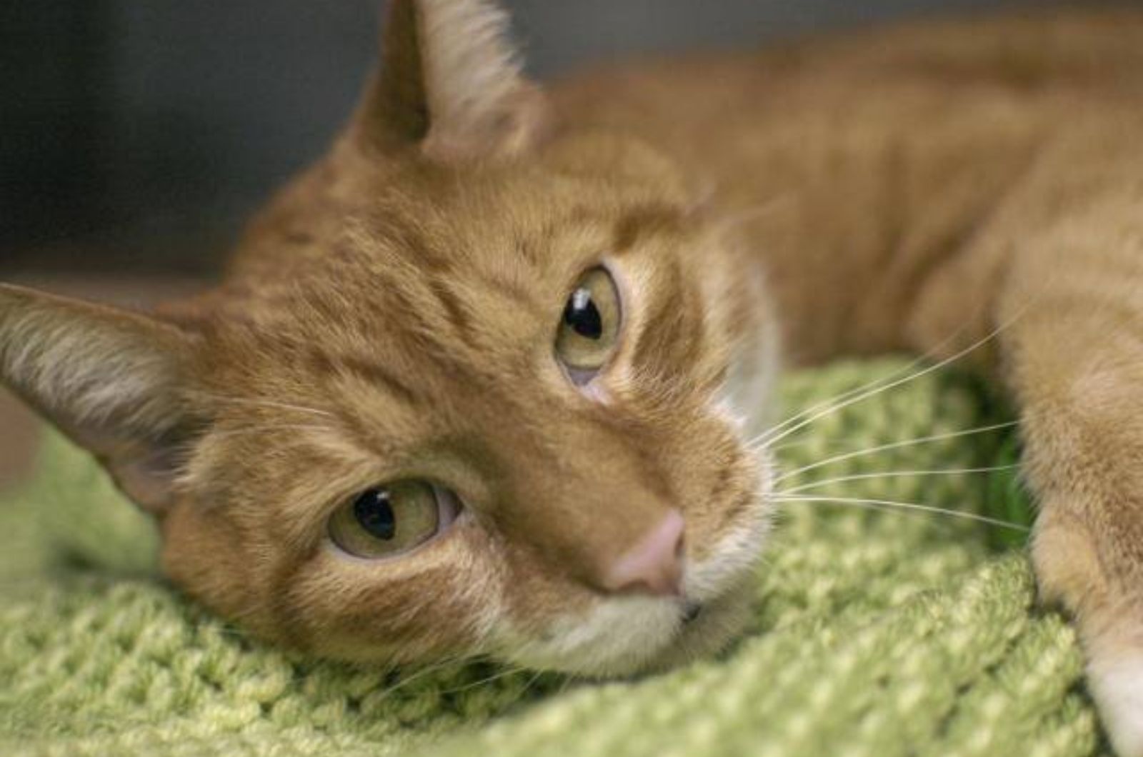 cute ginger cat