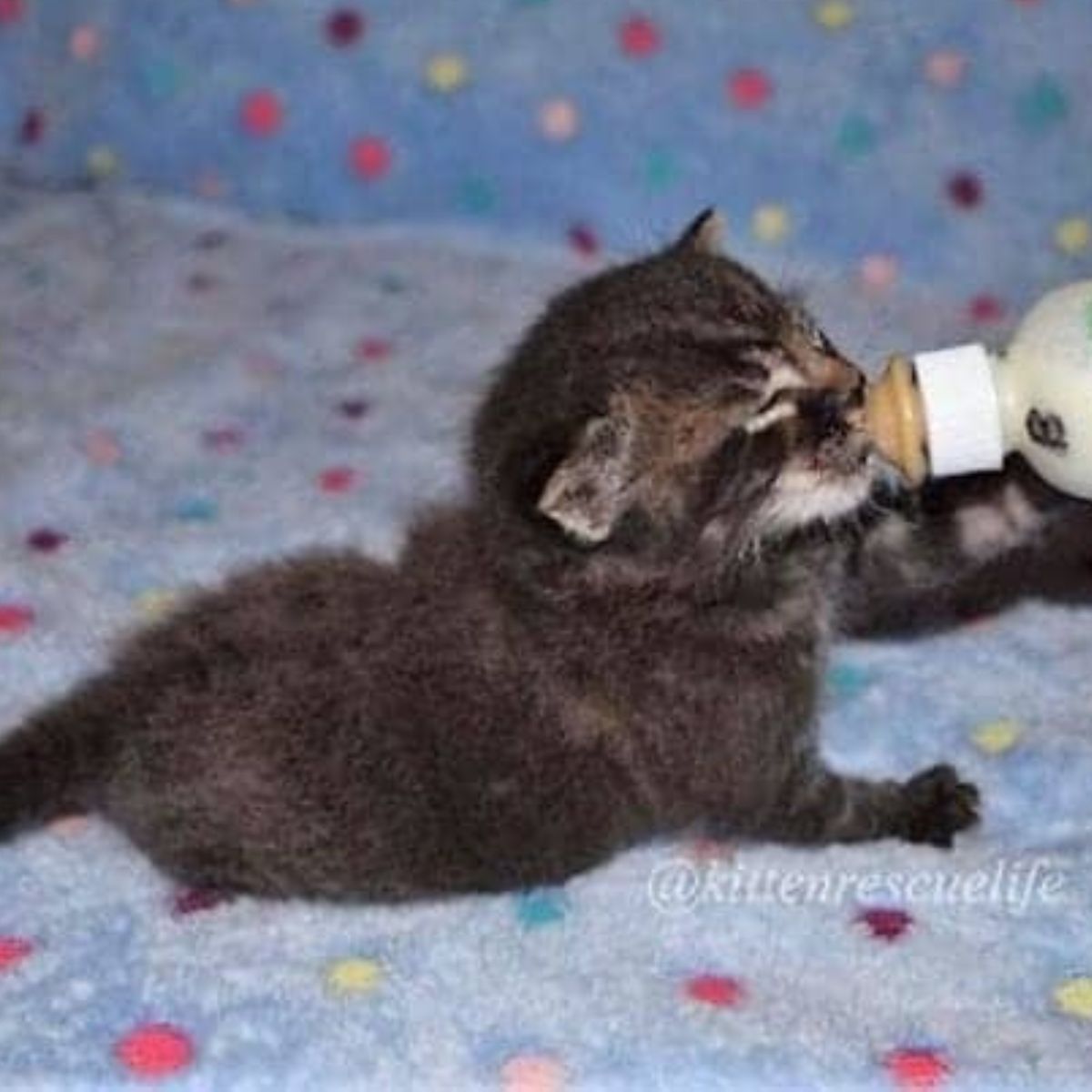 kitten drinking milk