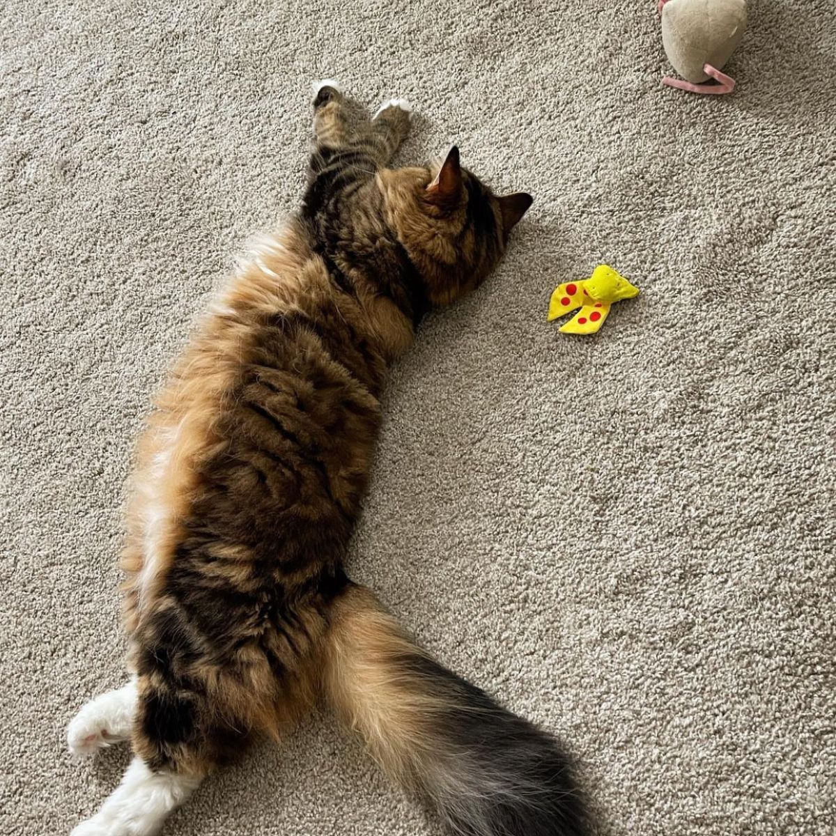 cat lying on the floor