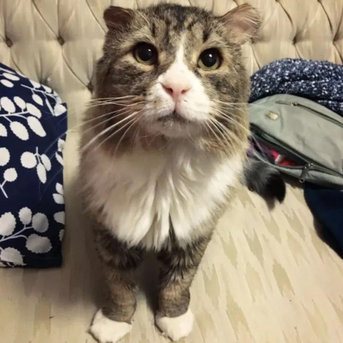 cat sitting on a couch