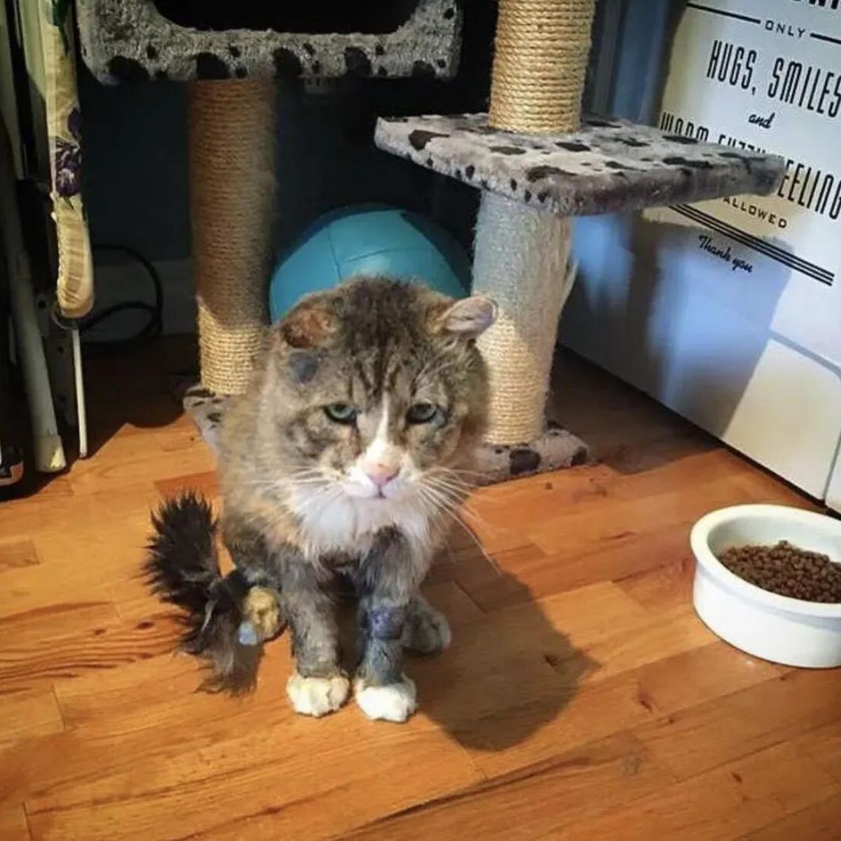 cat sitting indoors