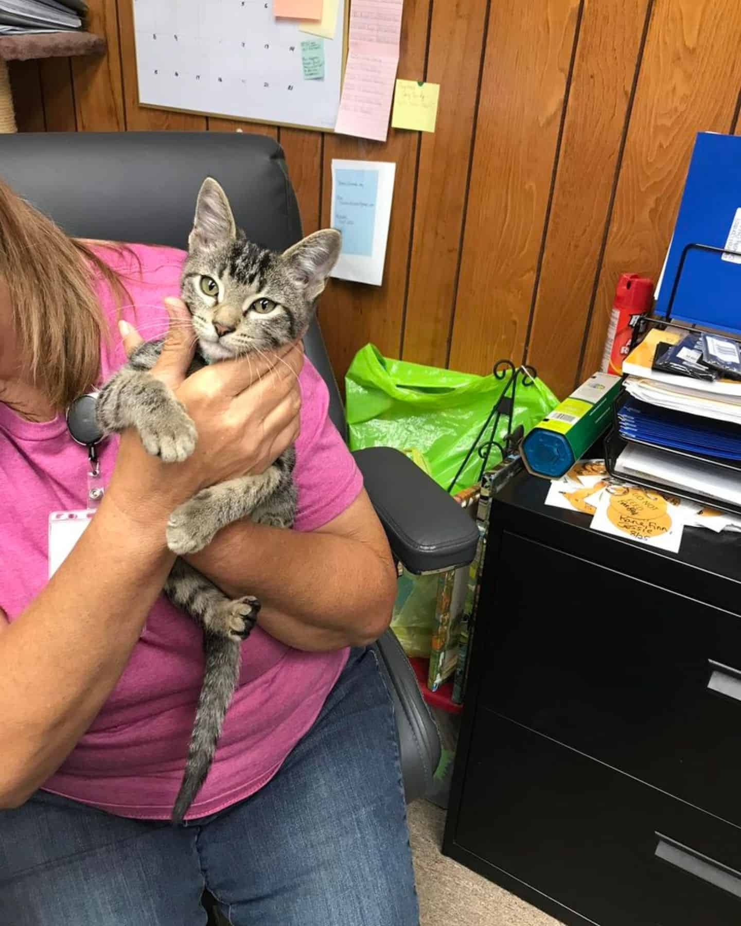 woman holding a kitten