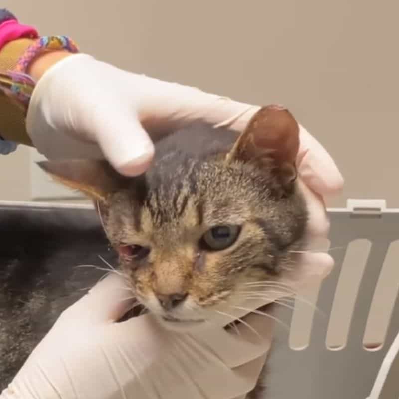 veterinarian examining cat