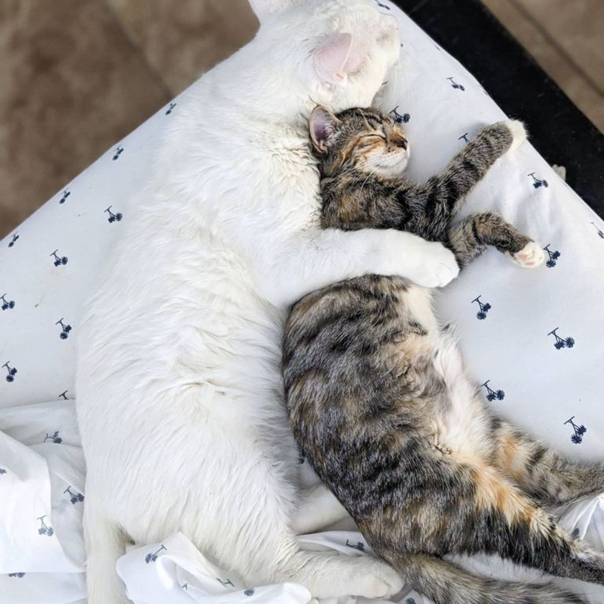 two cats sleeping together