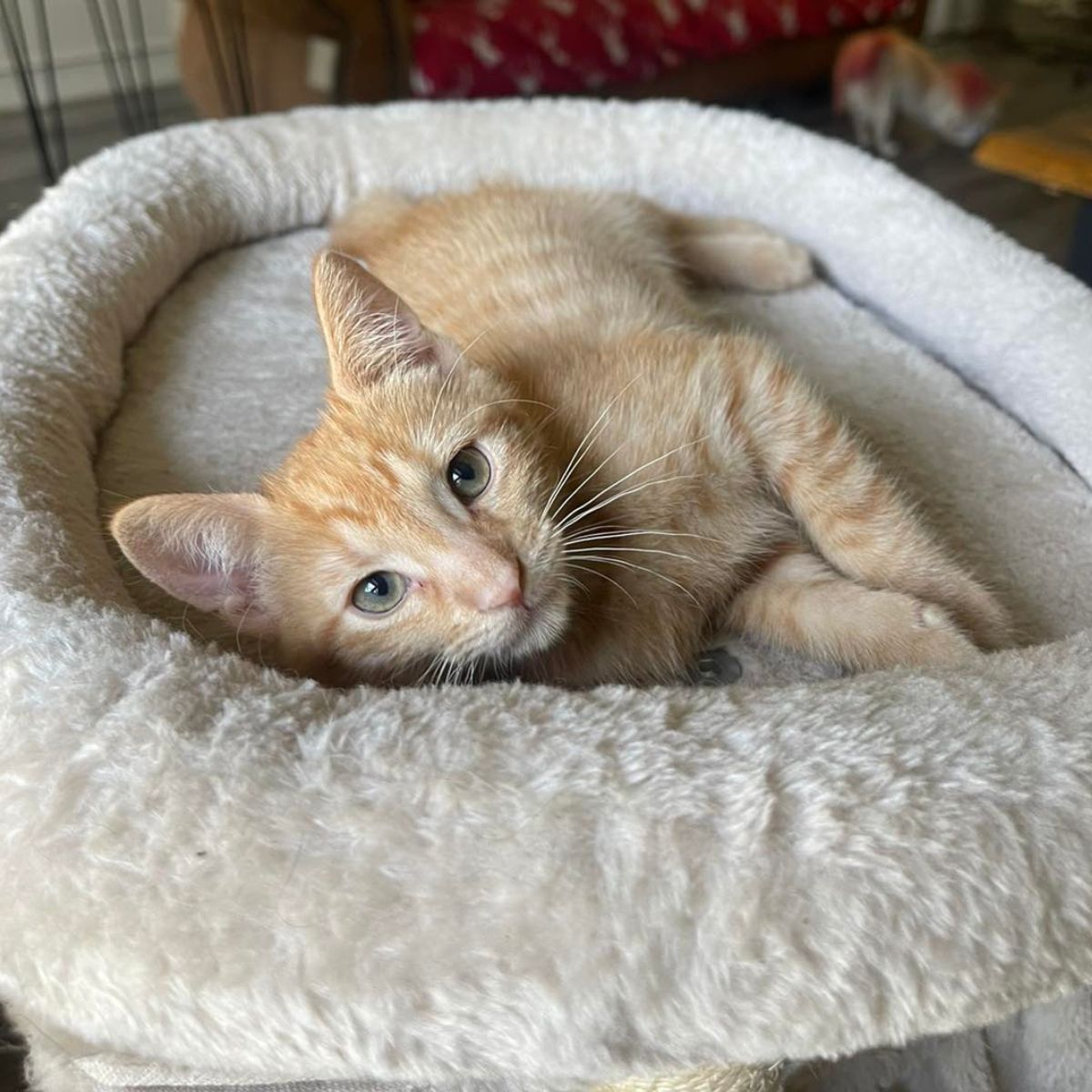 cat lying in cat bed