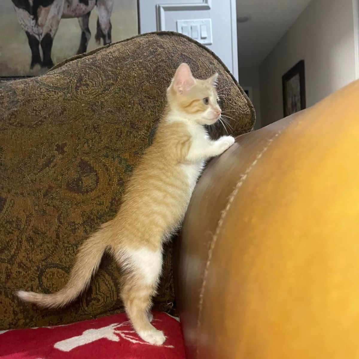 cat on couch