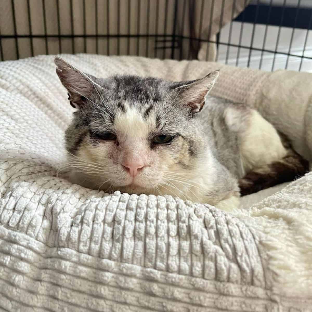 cat laying in a cat bed