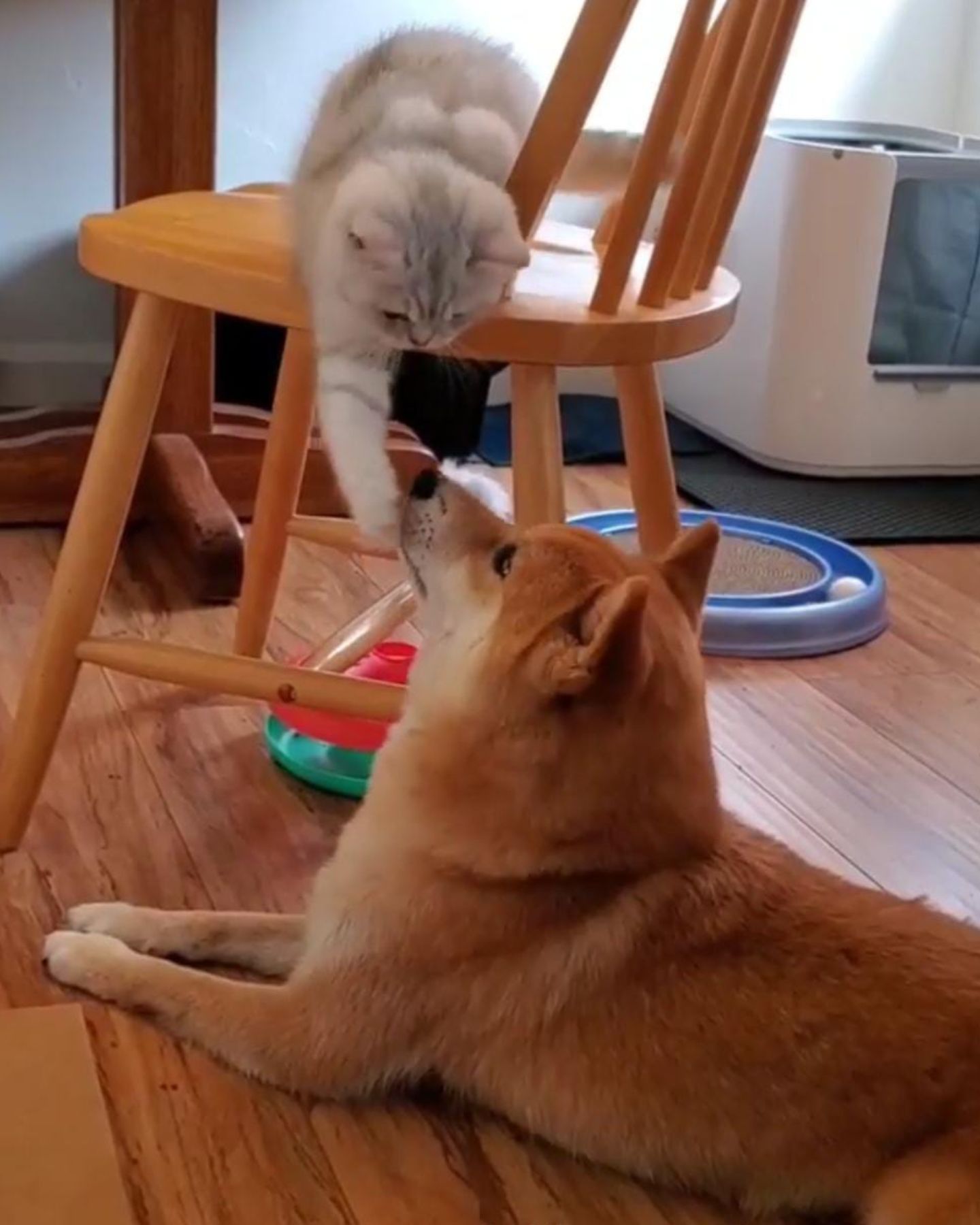 dog and cat friends