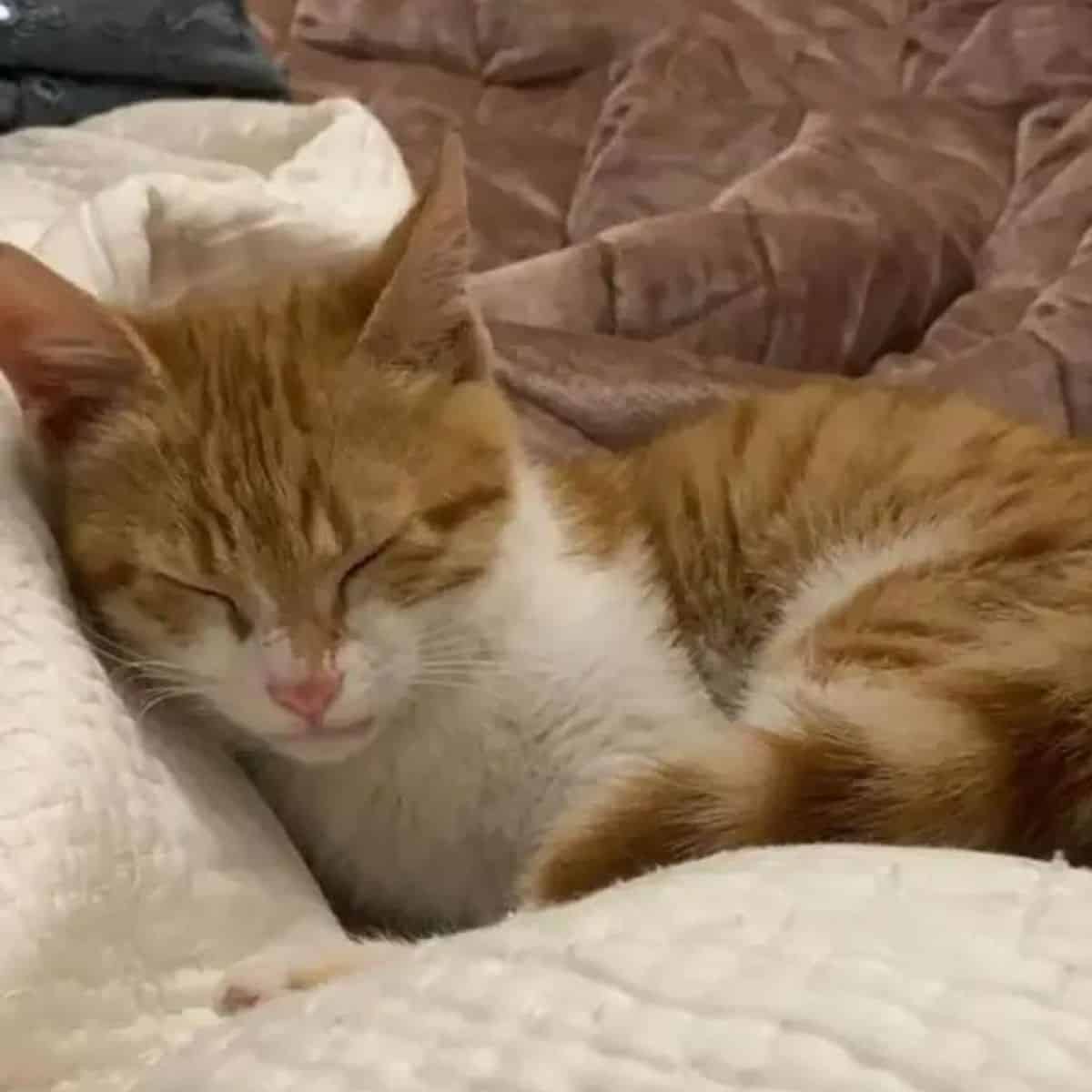 ginger cat sleeping