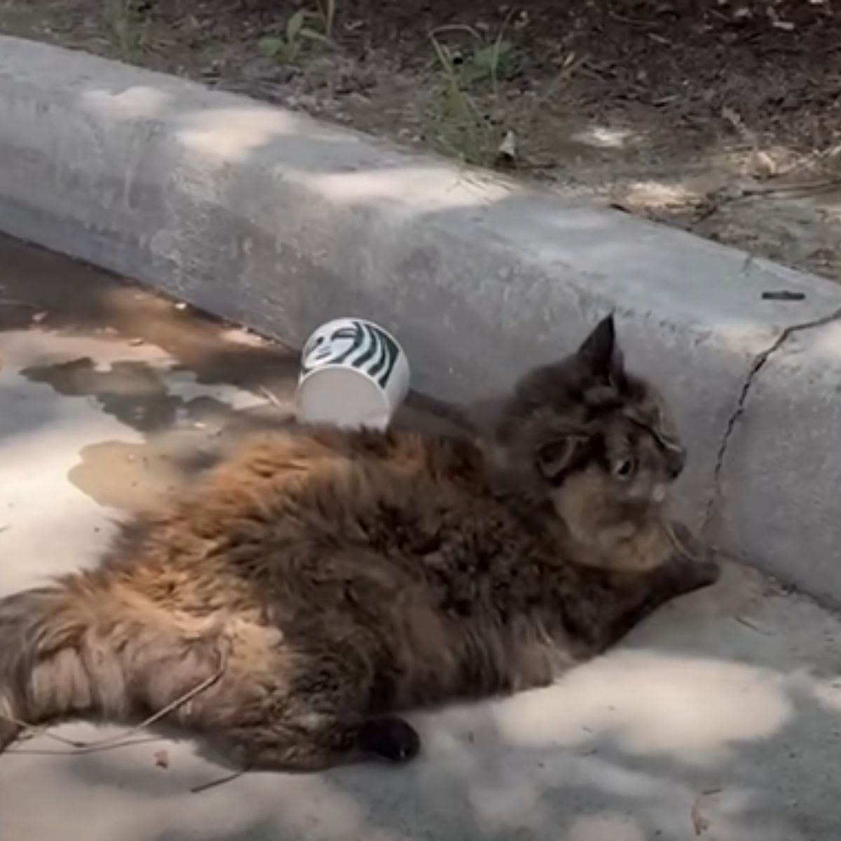 abandoned cat outdoor