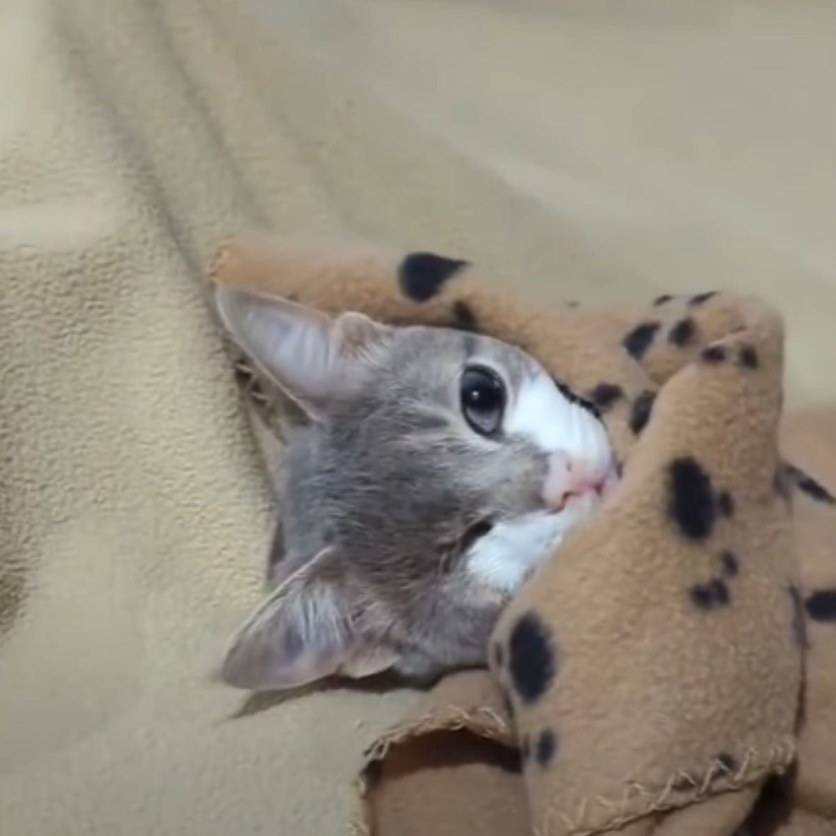 kitten without eye